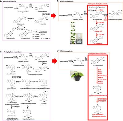 Production of beneficial lignans in heterologous host plants
